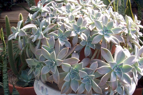 Curățare, sedum, iarbă de iepure! Cultivarea suculentelor în patul de flori și pe pervazul ferestrei