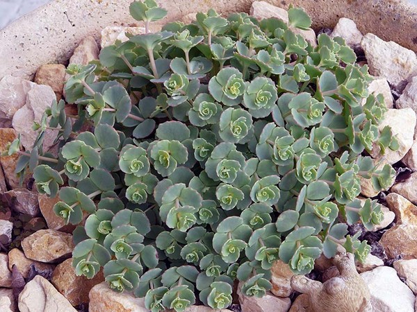 Curățare, sedum, iarbă de iepure! Cultivarea suculentelor în patul de flori și pe pervazul ferestrei