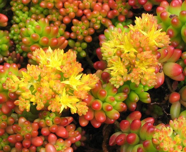 Curățare, sedum, iarbă de iepure! Cultivarea suculentelor în patul de flori și pe pervazul ferestrei