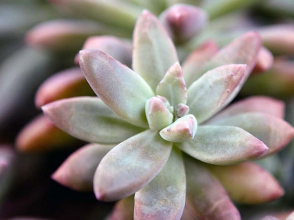 Curățare, sedum, iarbă de iepure! Cultivarea suculentelor în patul de flori și pe pervazul ferestrei