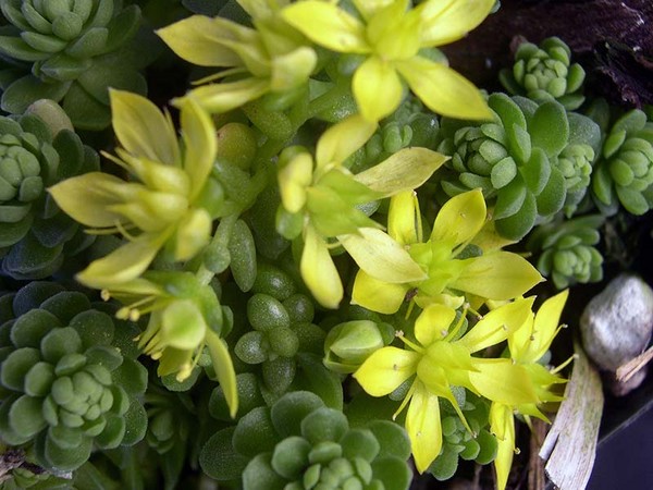 Curățare, sedum, iarbă de iepure! Cultivarea suculentelor în patul de flori și pe pervazul ferestrei