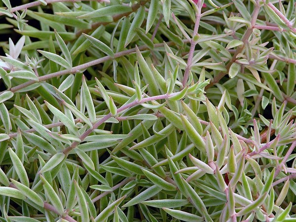 Curățare, sedum, iarbă de iepure! Cultivarea suculentelor în patul de flori și pe pervazul ferestrei