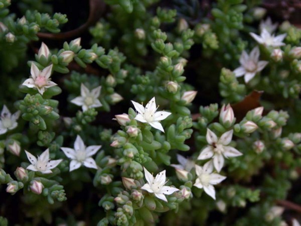 Curățare, sedum, iarbă de iepure! Cultivarea suculentelor în patul de flori și pe pervazul ferestrei