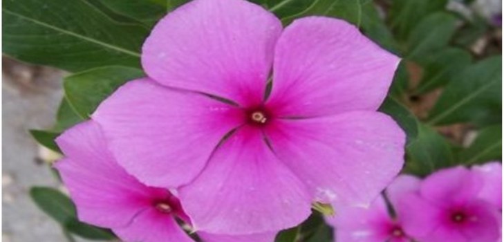 floare periwinkle