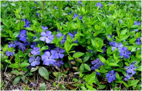 flori periwinkle