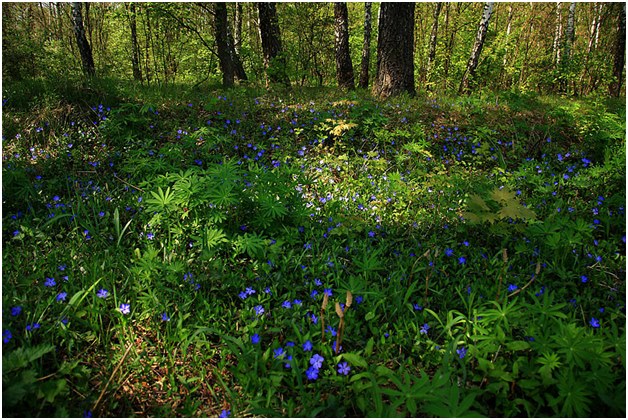 periwinkle în lunca