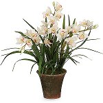 Orchid Cymbidium: îngrijire și conținut Orchid Cymbidium: îngrijire și conținut