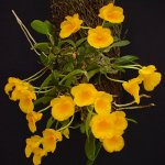 Orhideea Dendrobium Orhideea Dendrobium