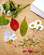 Oshibana: presată florală