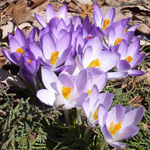 Primroses în grădină