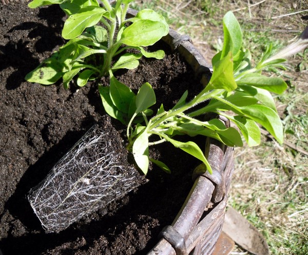 Plantarea petuniei și îngrijirea ei