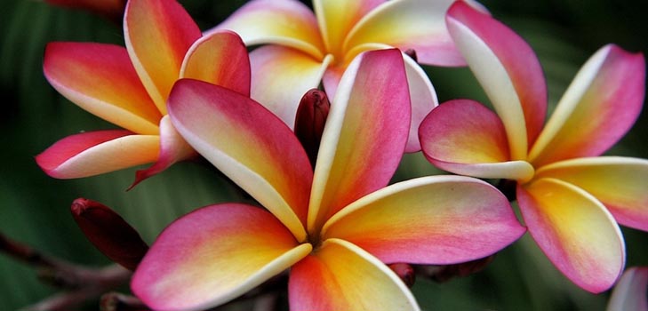Plumeria: fotografie și îngrijire la domiciliu