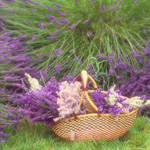 Plante utile în grădină Plante utile în grădină