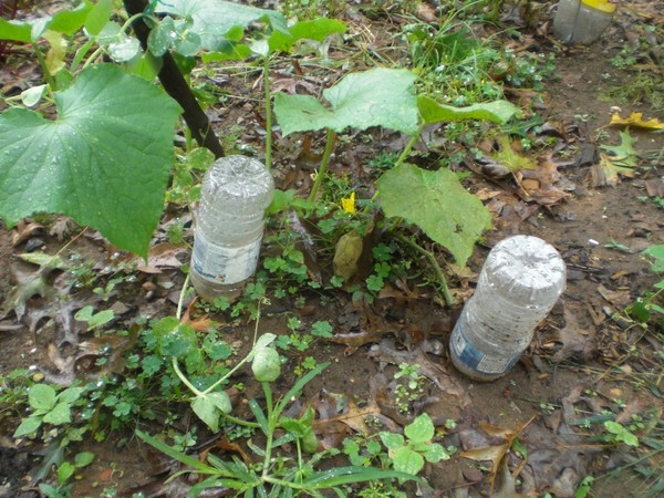 Gimmicks grădinar: regulile de udare castraveți în sol deschis și seră