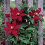 Plantarea Clematis Plantarea Clematis