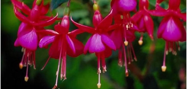 flori fuchsia