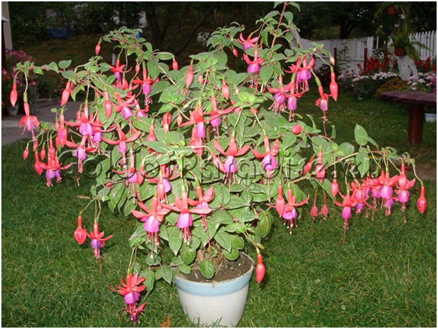 fuchsia într-o cada
