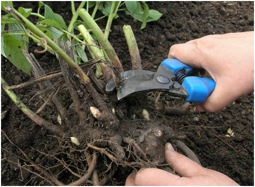 transplant pion