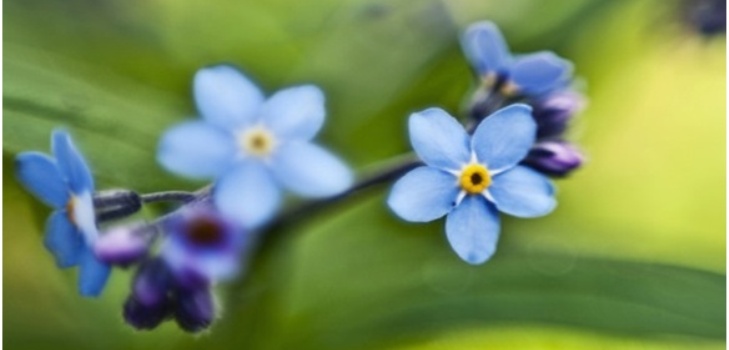 flori frumoase