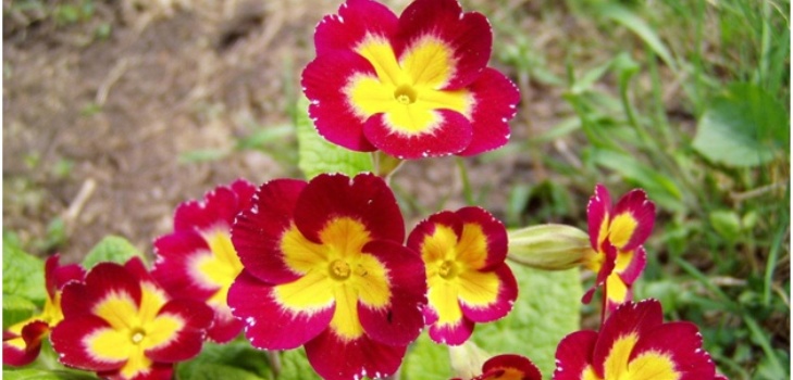flori primrose