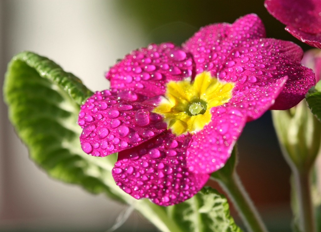 flori primrose
