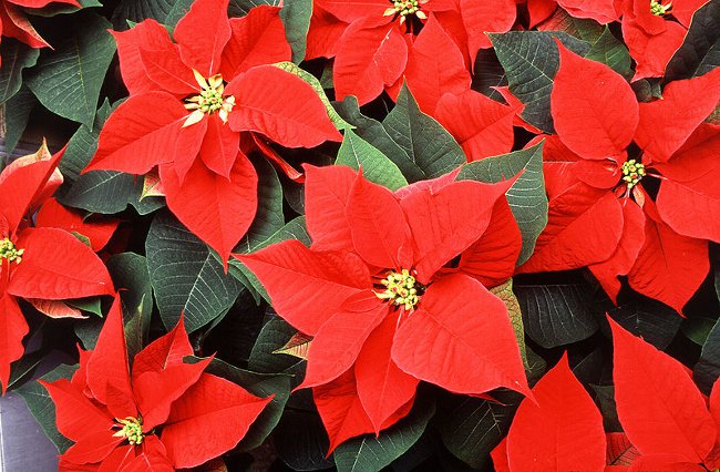 Poinsettia: Steaua de Craciun