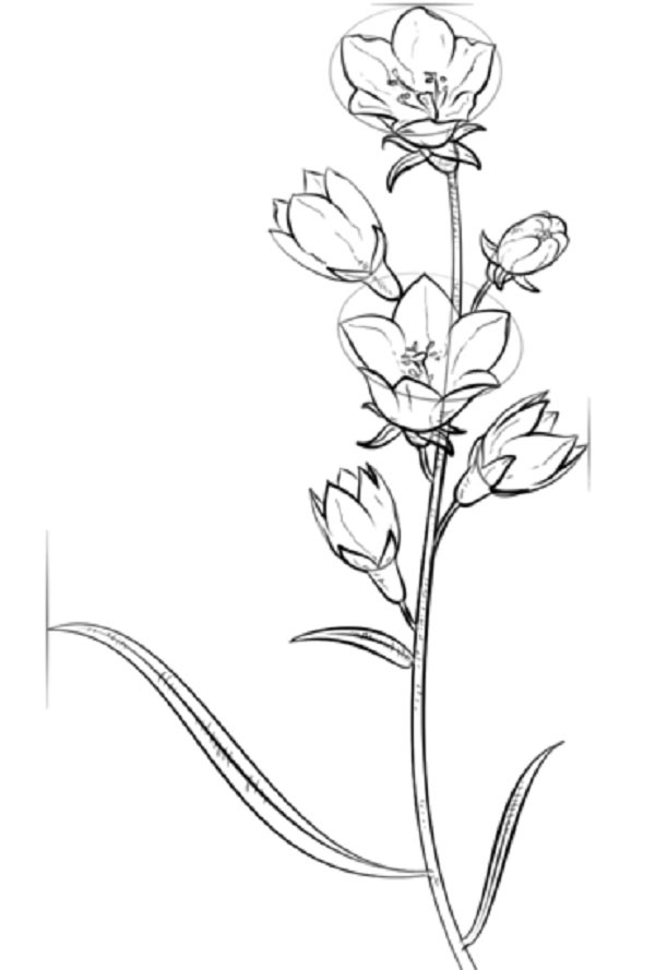 Figura Flori