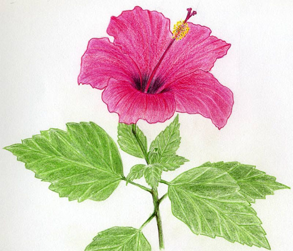 Figura Flori