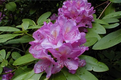 Rhododendron