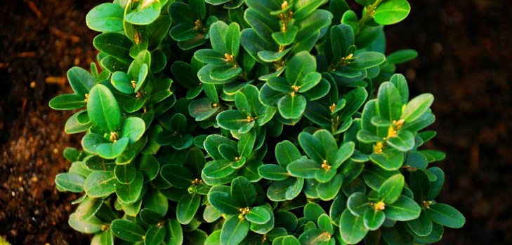 Boxwood - decorațiuni verde pentru grădină și pervazul ferestrei