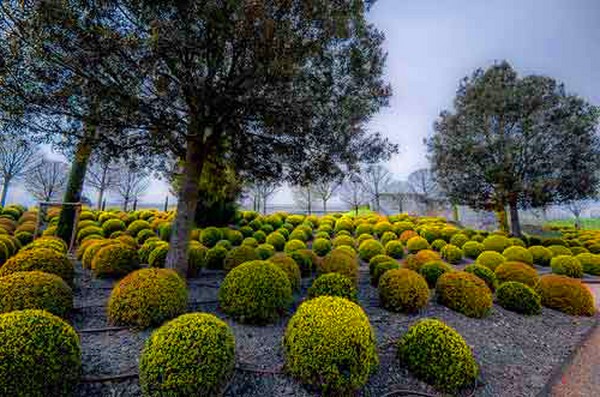 Boxwood - decorațiuni verde pentru grădină și pervazul ferestrei