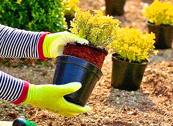 Boxwood - decorațiuni verde pentru grădină și pervazul ferestrei