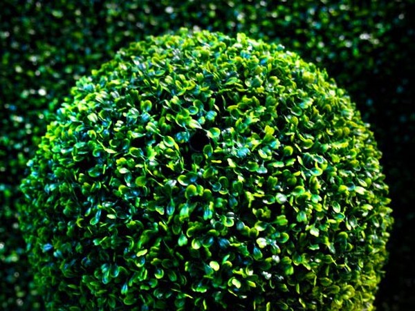 Boxwood - decorațiuni verde pentru grădină și pervazul ferestrei