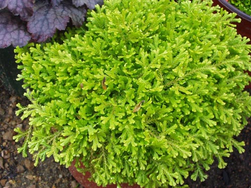Selaginella: Specii