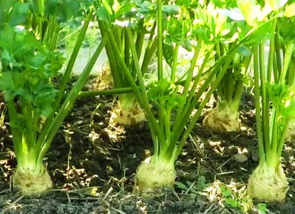Țelină: cultivarea și cele mai interesante soiuri pentru sol deschis și sere