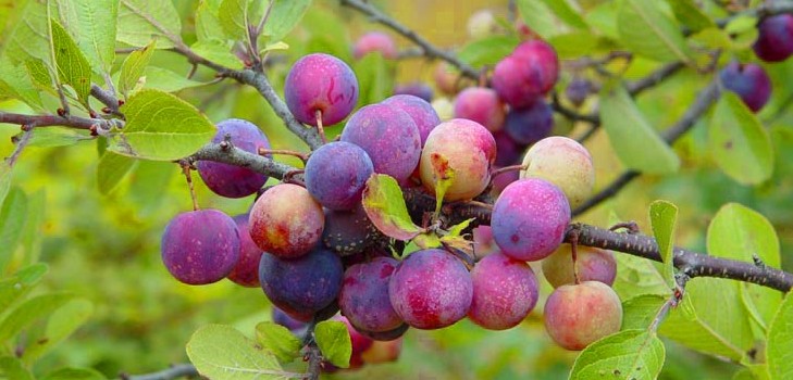 Gradina scufunda cele mai bune soiuri de cultivare