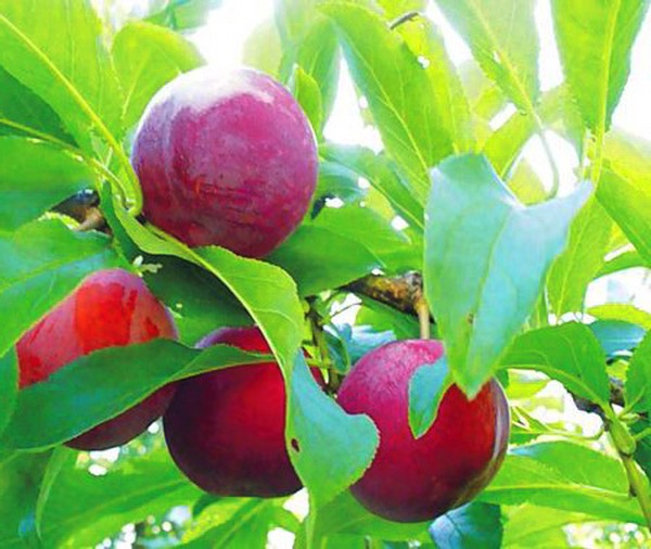 Gradina scufunda cele mai bune soiuri de cultivare