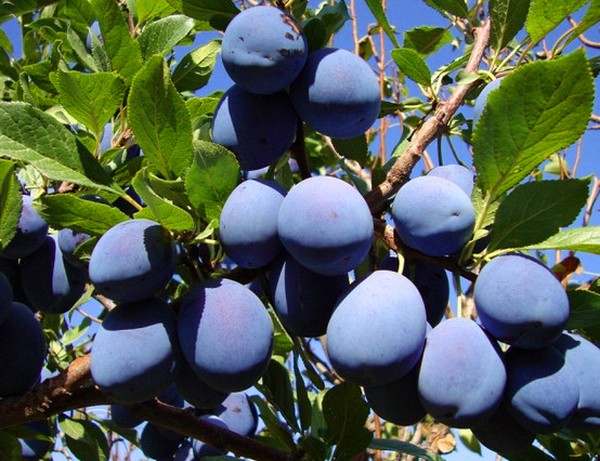 Gradina scufunda cele mai bune soiuri de cultivare