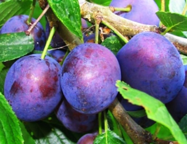Gradina scufunda cele mai bune soiuri de cultivare