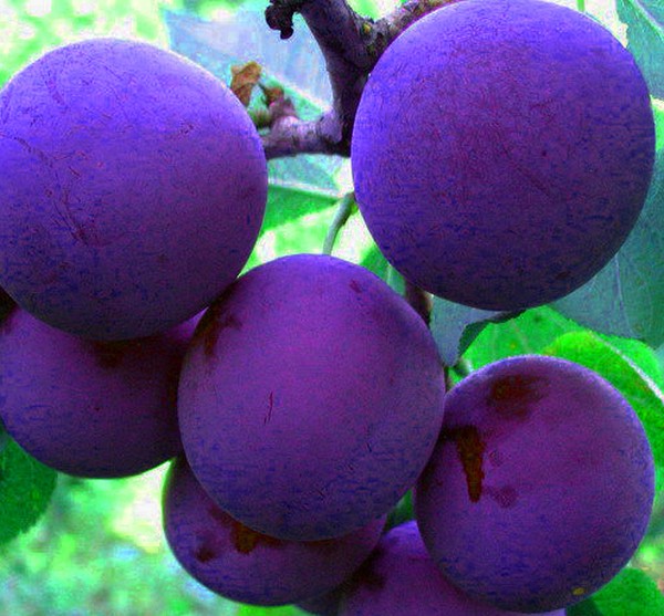 Gradina scufunda cele mai bune soiuri de cultivare