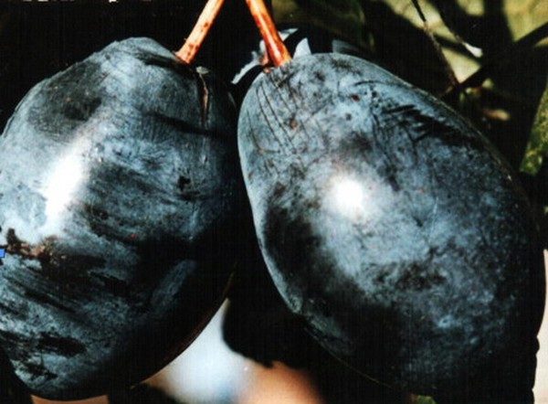 Gradina scufunda cele mai bune soiuri de cultivare