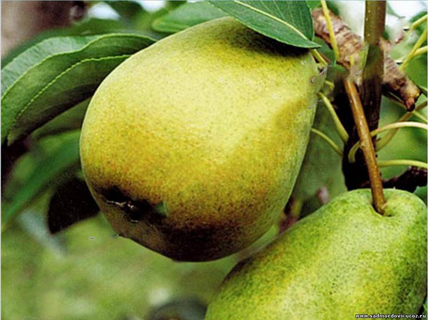 Cele mai bune note de pere - descrieri, plantare și îngrijire, fotografie
