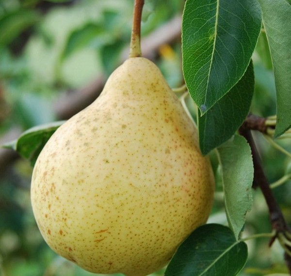Cele mai bune note de pere - descrieri, plantare și îngrijire, fotografie