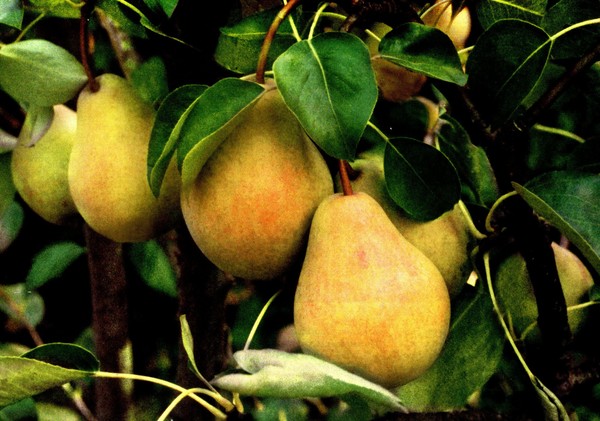 Cele mai bune note de pere - descrieri, plantare și îngrijire, fotografie