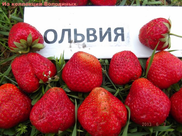Cele mai bune căpșuni - descriere, caracteristici, fotografie