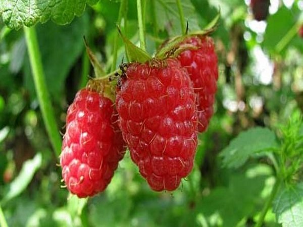 Cele mai bune soiuri de zmeură - descrieri, plantare și îngrijire, fotografie