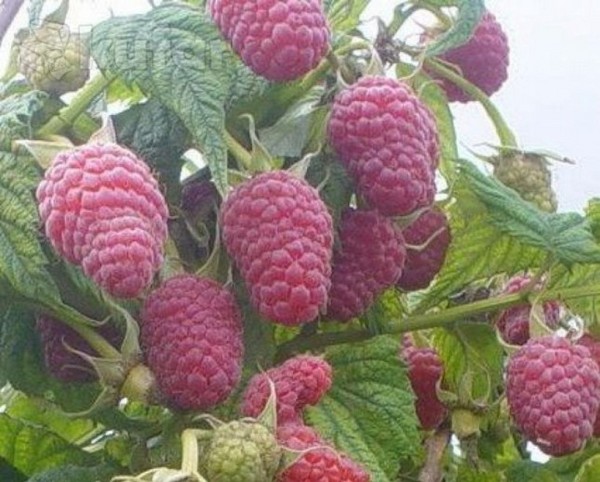 Cele mai bune soiuri de zmeură - descrieri, plantare și îngrijire, fotografie