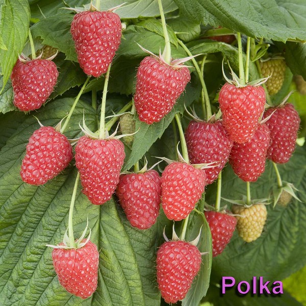 Cele mai bune soiuri de zmeură - descrieri, plantare și îngrijire, fotografie