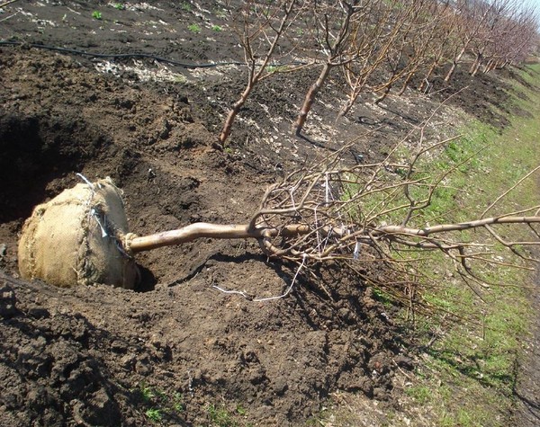 Likbez pe varietăți de piersici. Pentru zona de mijloc a Rusiei, regiunea Moscovei, Crimeea, Kubanul