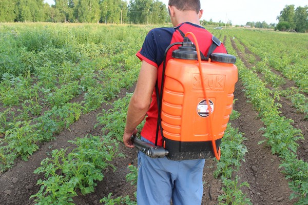 Invadator de peste mări: metode eficiente de combatere a gândacului de cartof Colorado
